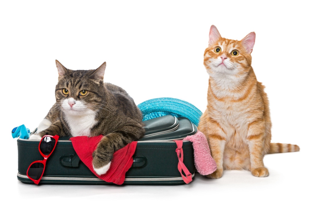 Stressvrij voor je Kat [DR2026-036]